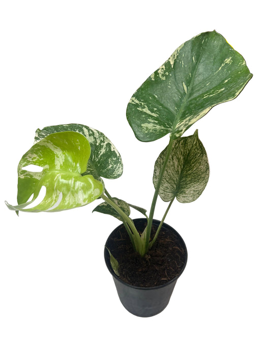 Monstera ‘White Monster’ 4”