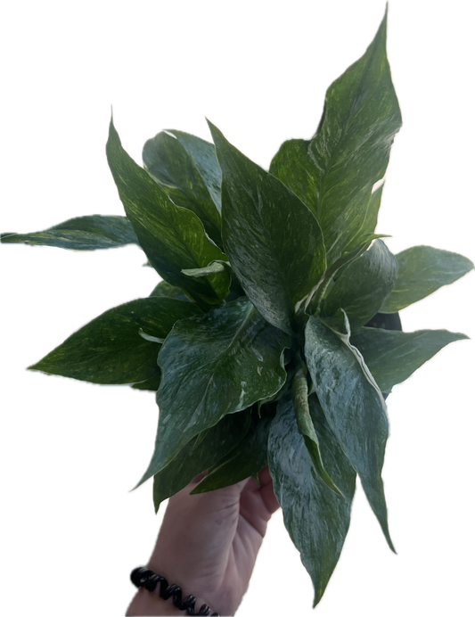 Peace Lilly Domino Variegated
