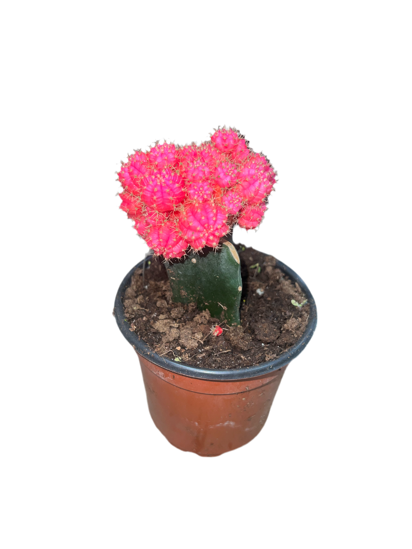 Cactus 'Grafted Moon' 4"