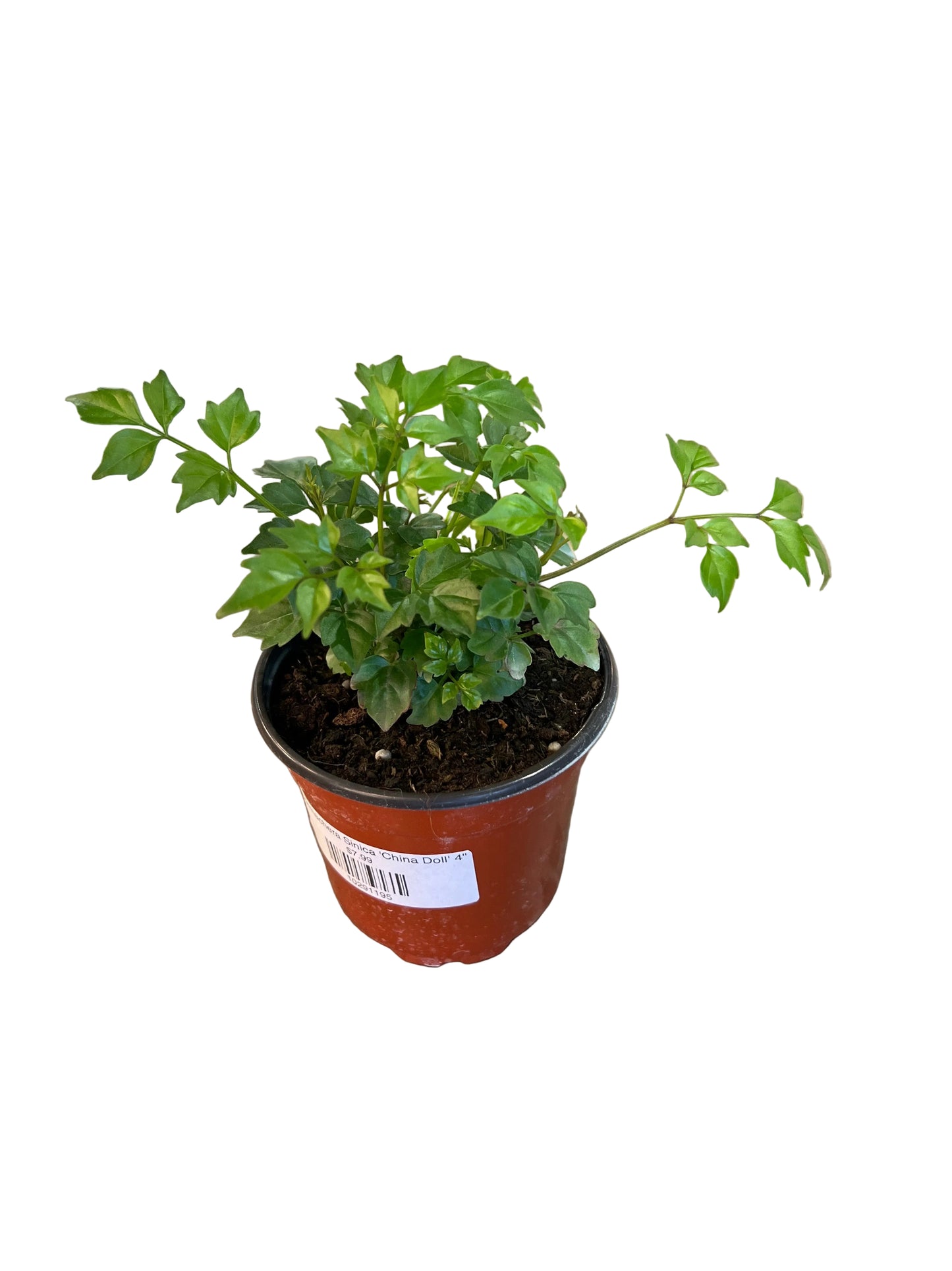 Radermachera Sinica 'China Doll' 4"