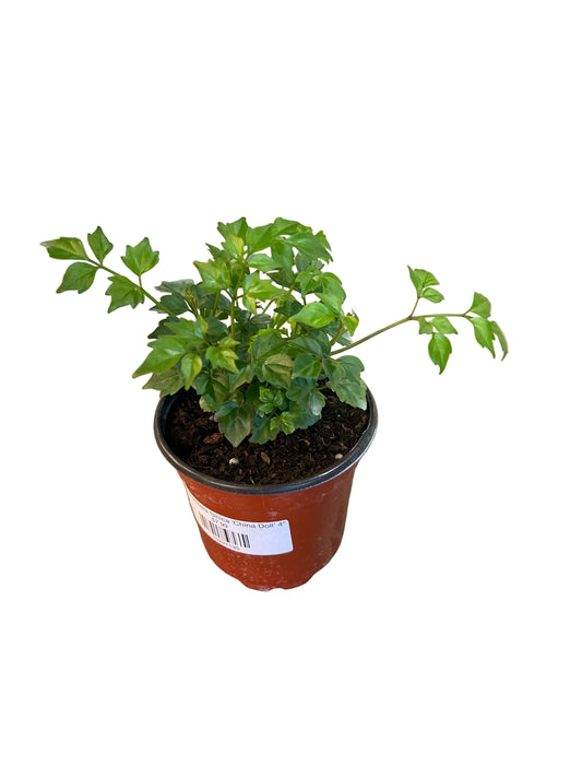 Radermachera Sinica 'China Doll' 4"