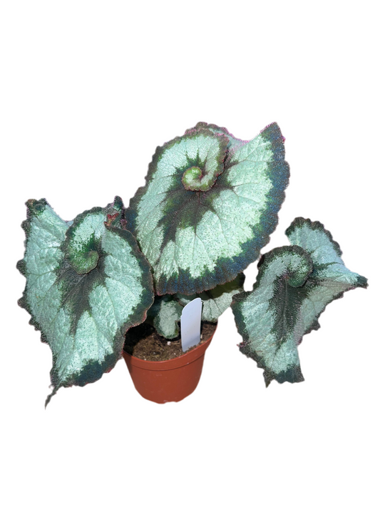 Begonia 'Escargot' 4"
