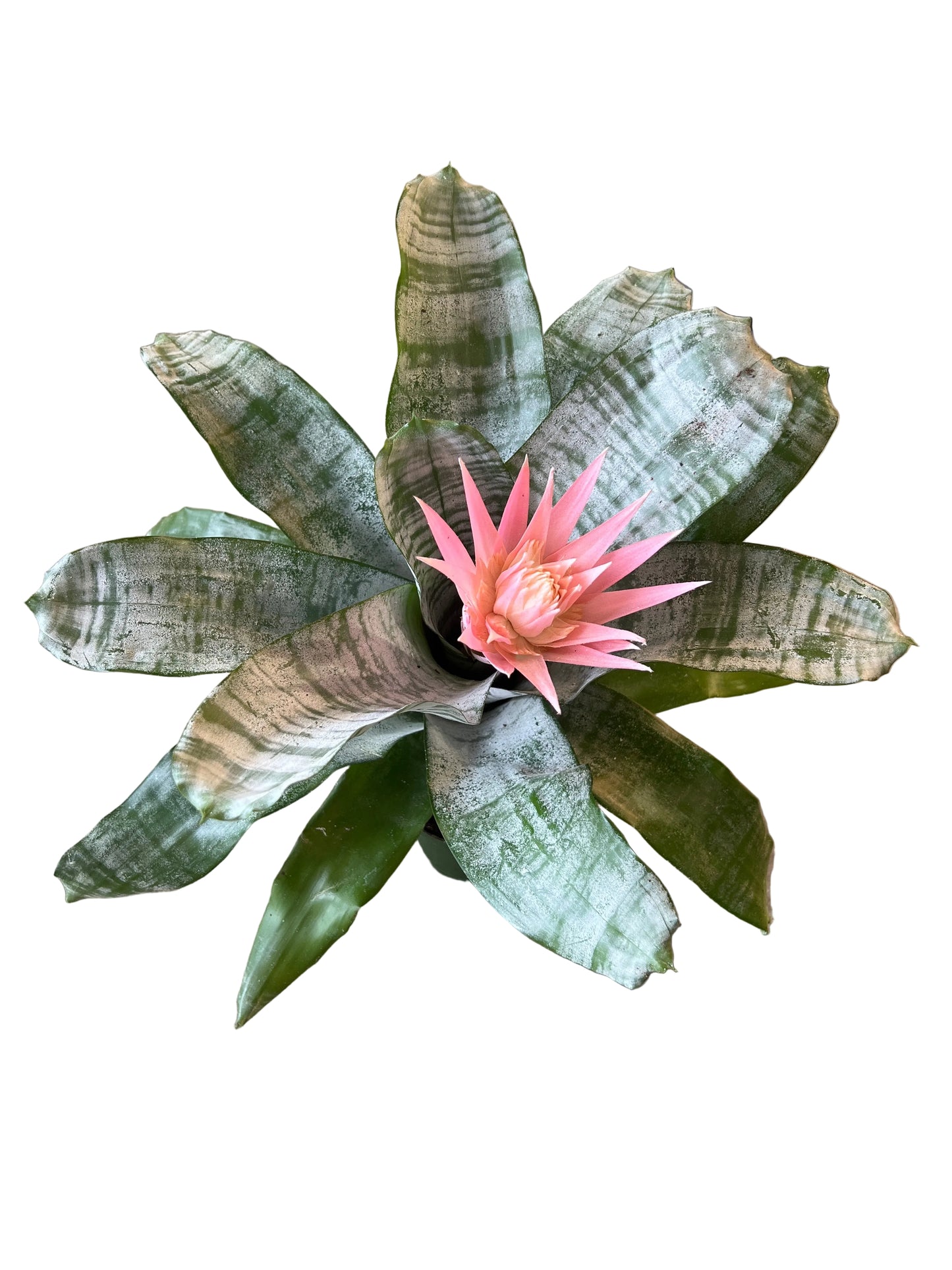 Bromeliad 'Aechmea Primera' 6"