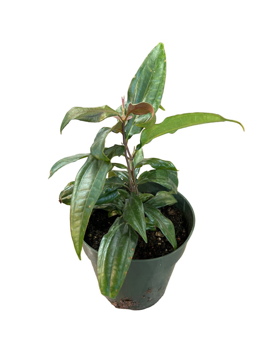 Medinilla 'Serpens’ 6"