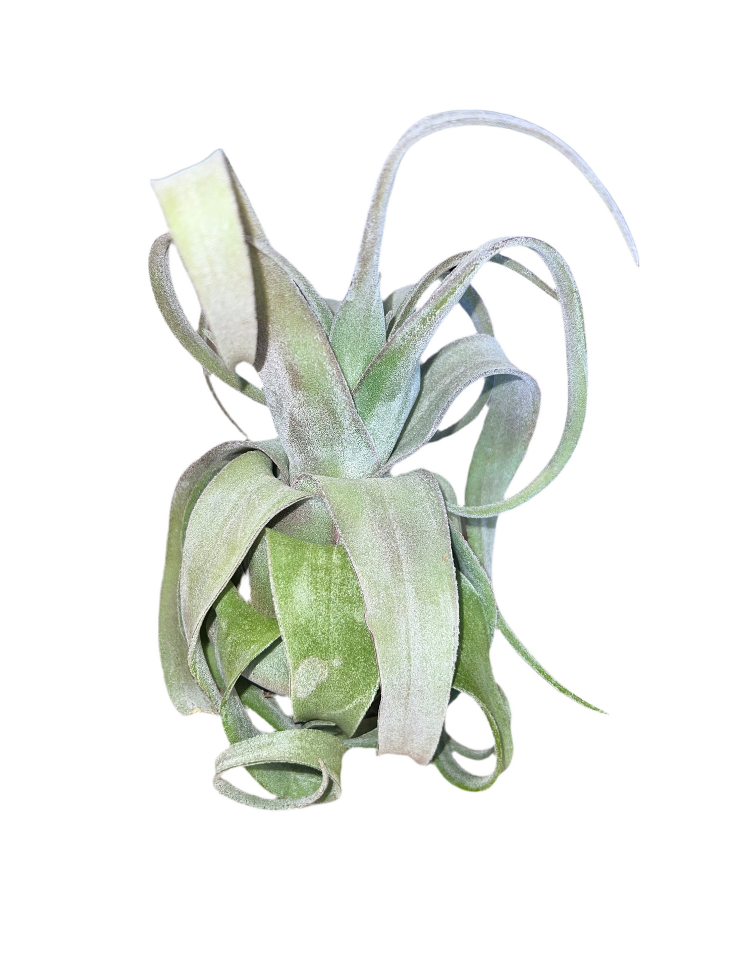 Tillandsia Streptophylla