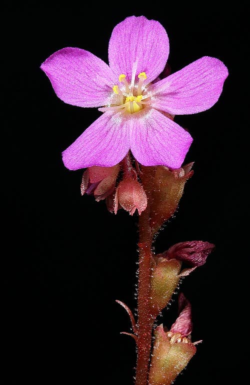 Drosera Capensis x Spatulata ‘Cape Sundew’ 2-3”