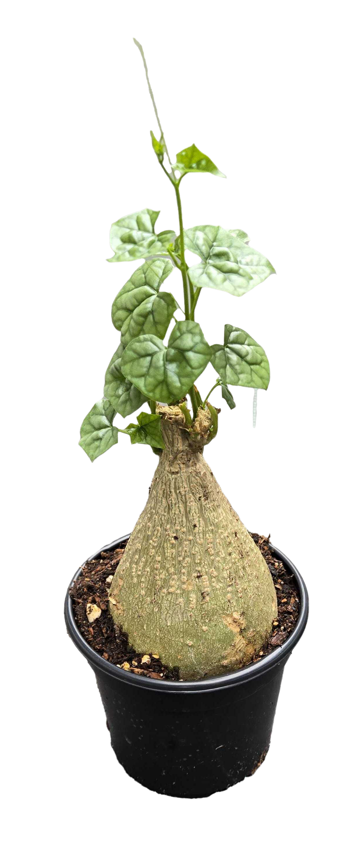 Gerradenthus Macrogizus 'Big Foot' 4”