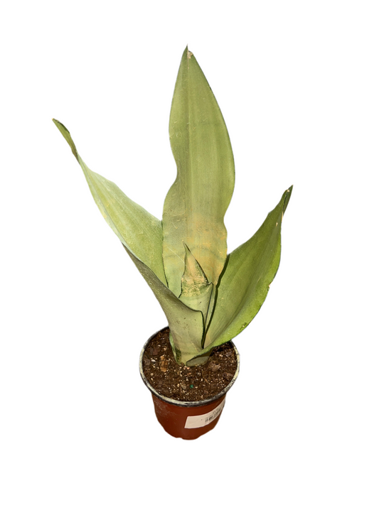 Sansevieria ‘Moonshine’