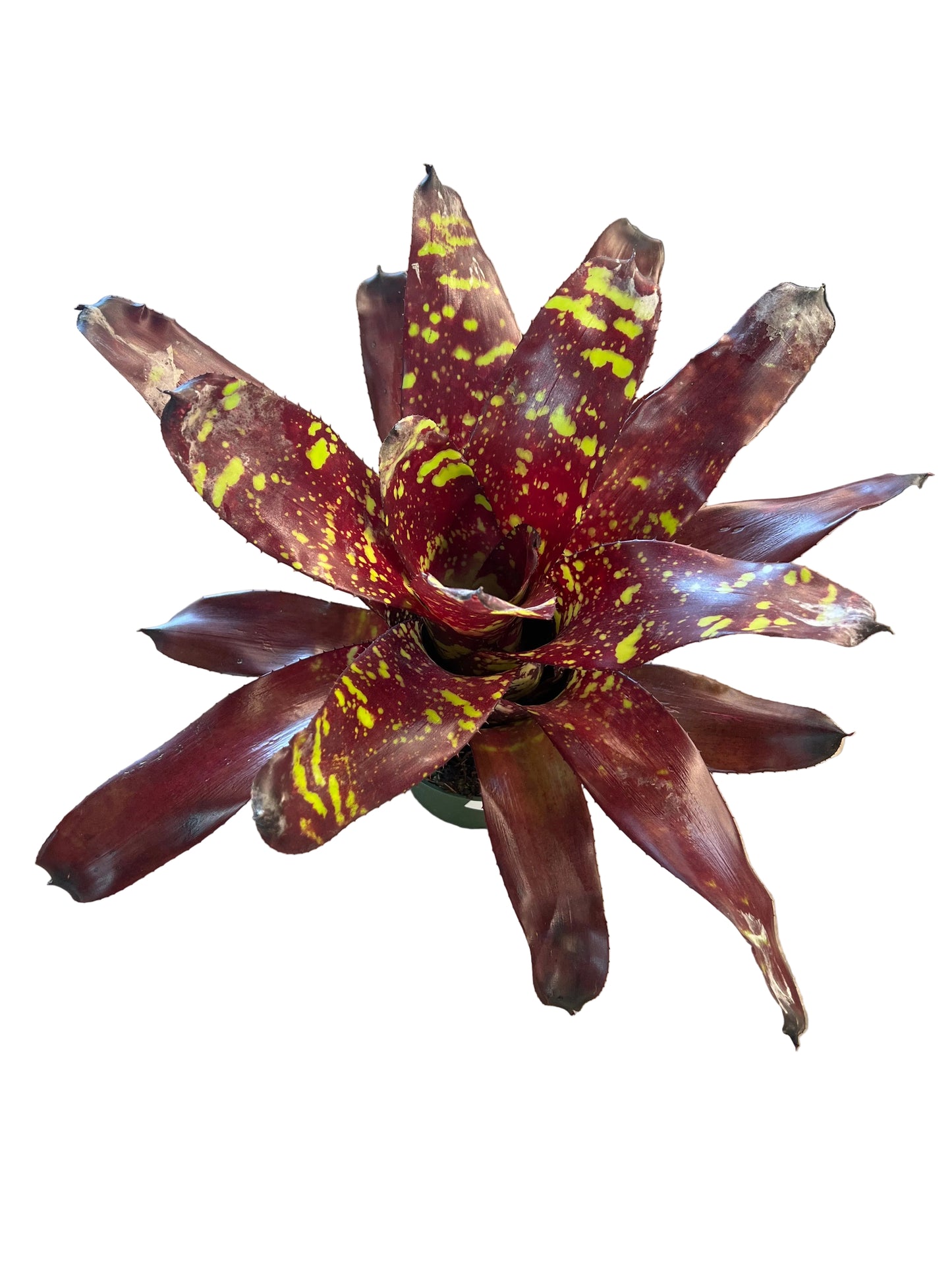 Bromeliad 'Noregelia Green Eyes' 6"