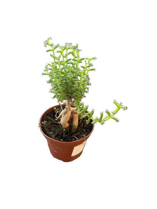 Trichodiadema 'Bulbosum' 3"