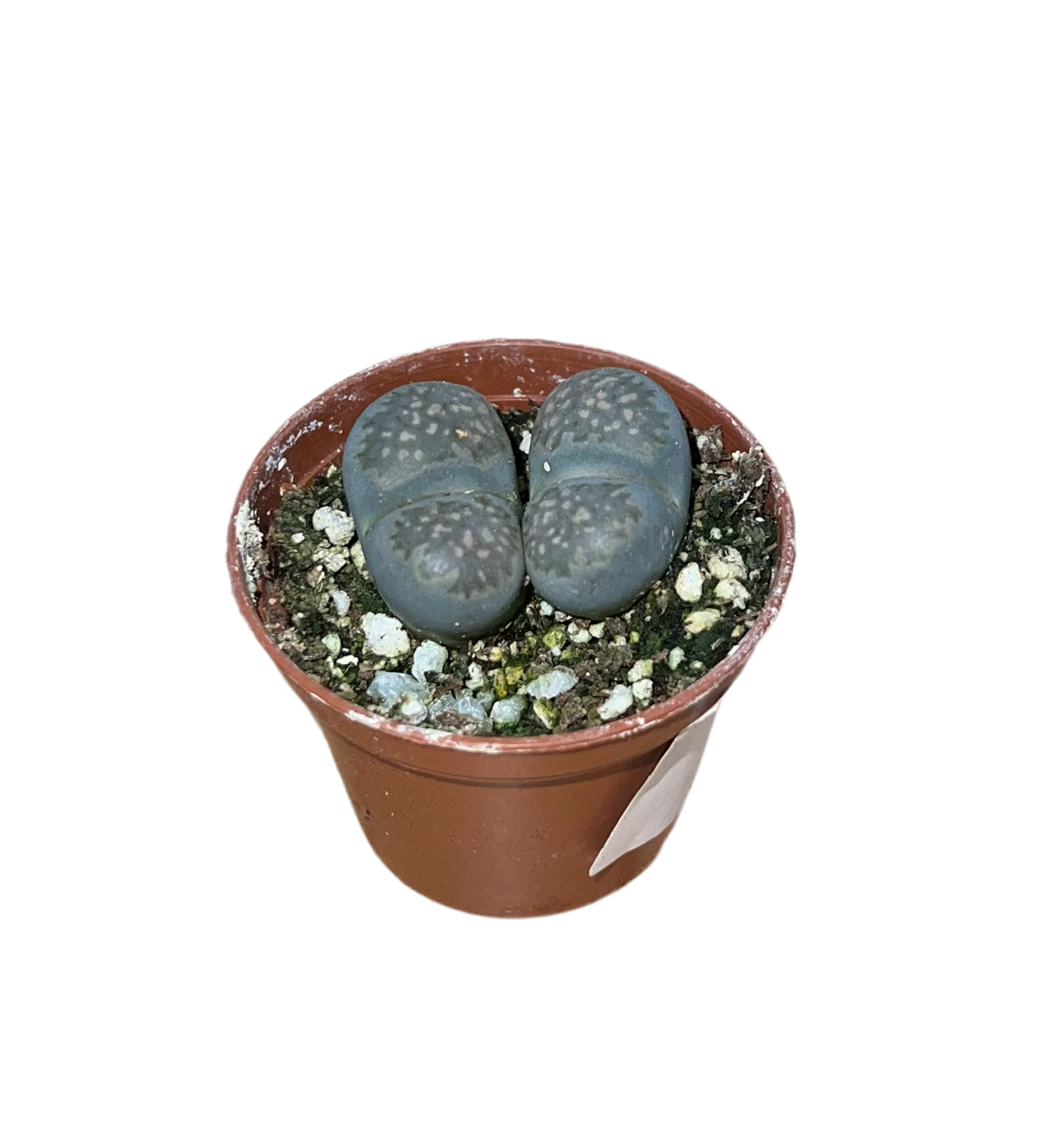 Lithop 2"