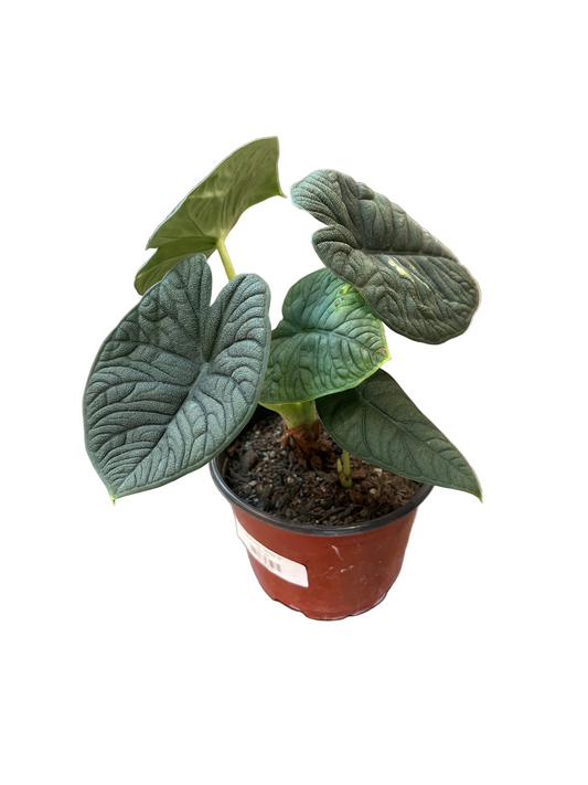 Alocasia ‘Melo’ 6”