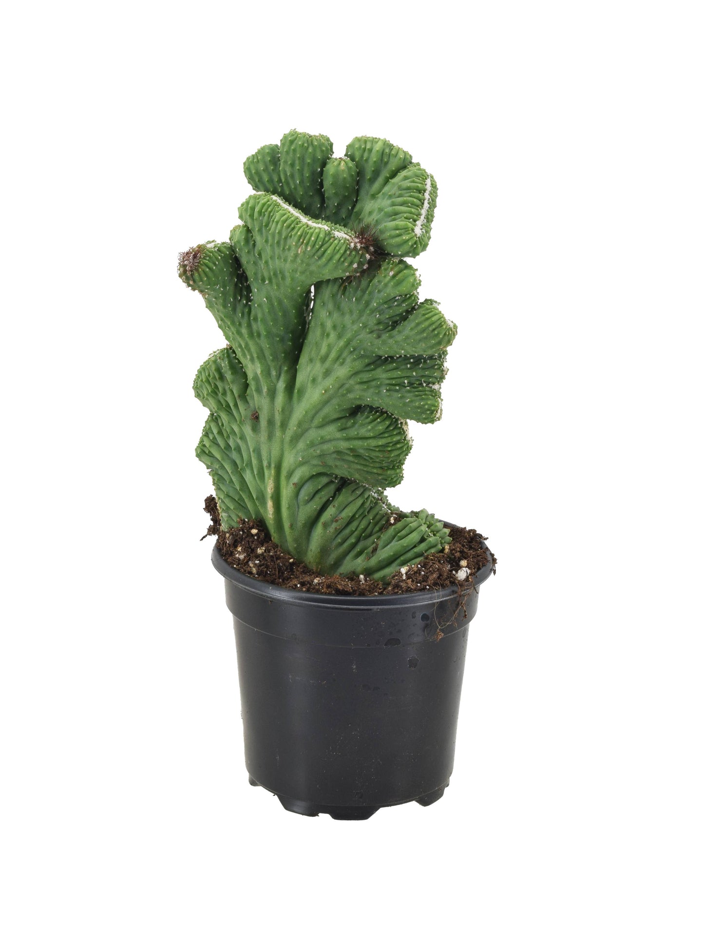 Cactus ‘Coral Green’ 4”