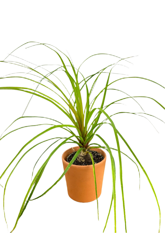 Palm 'Ponytail'