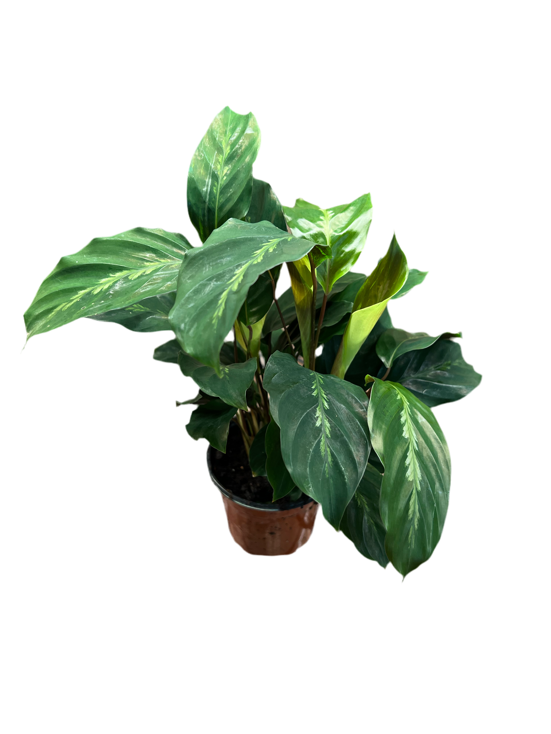 Calathea 'Maui Queen' 4” – The Plant Room