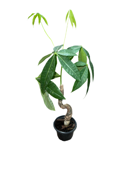 Money Tree 'Sussie Bonsai' 4"