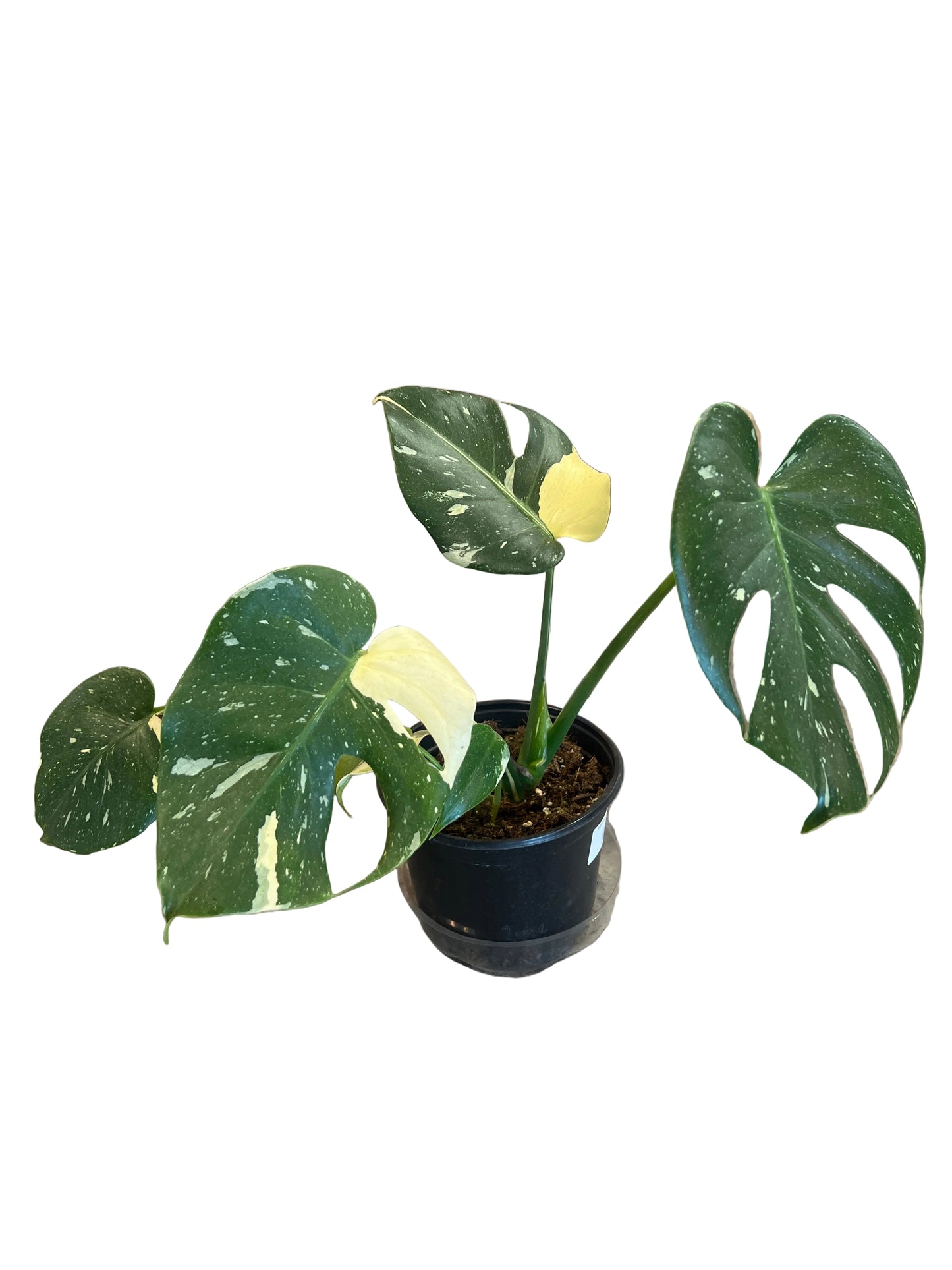Monstera 'Thai Constellation'