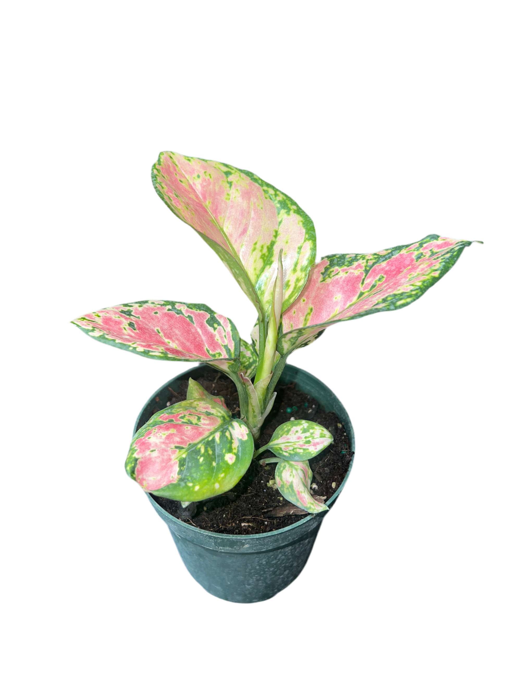 wishes aglaonema Aglaonema ‘Wishes’ 4”