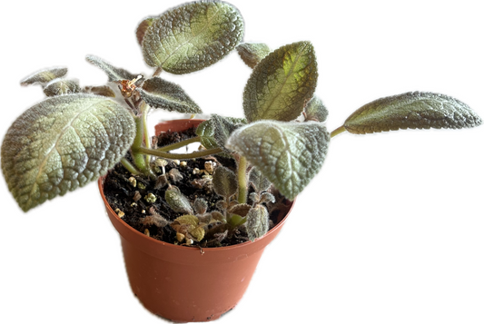 Episcia 4"