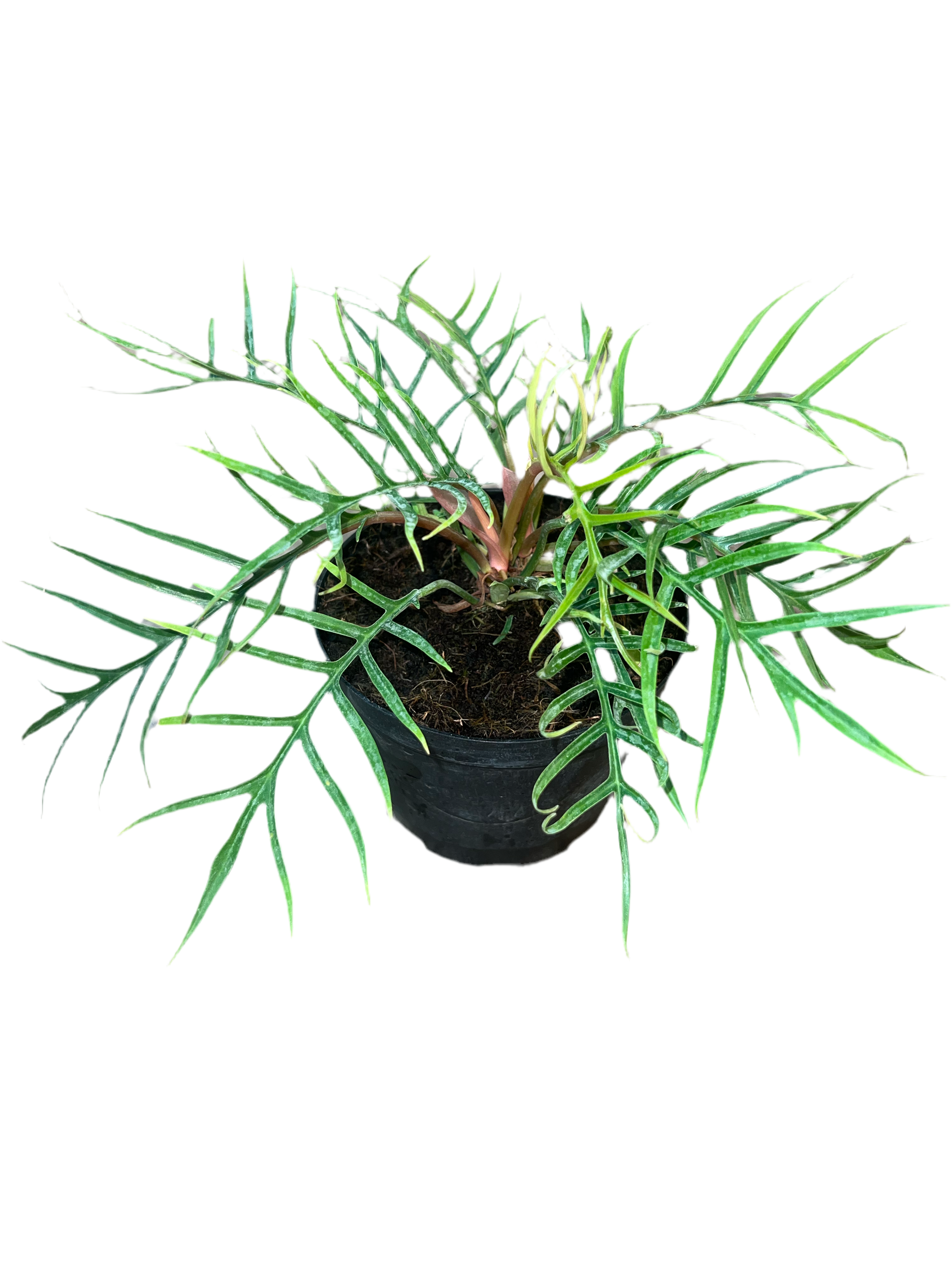 philodendron tortum for sale Philodendron 'Tortum' 6" – The Plant Room
