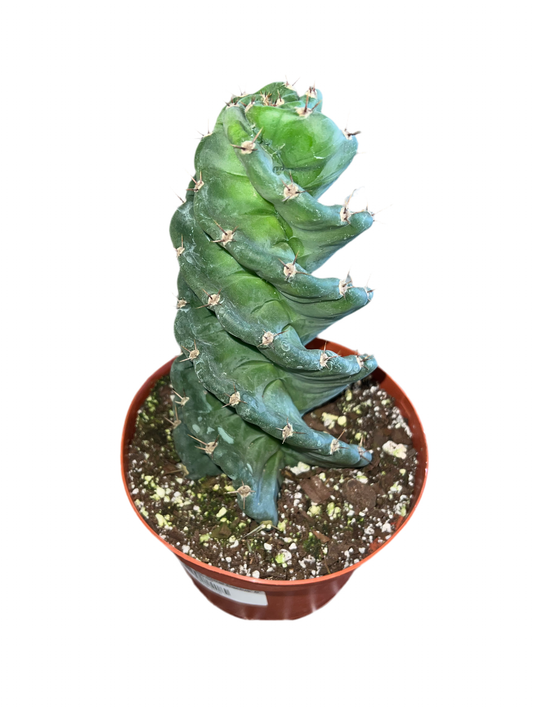 Cereus Peruvians 'Spiral Cactus' 6"