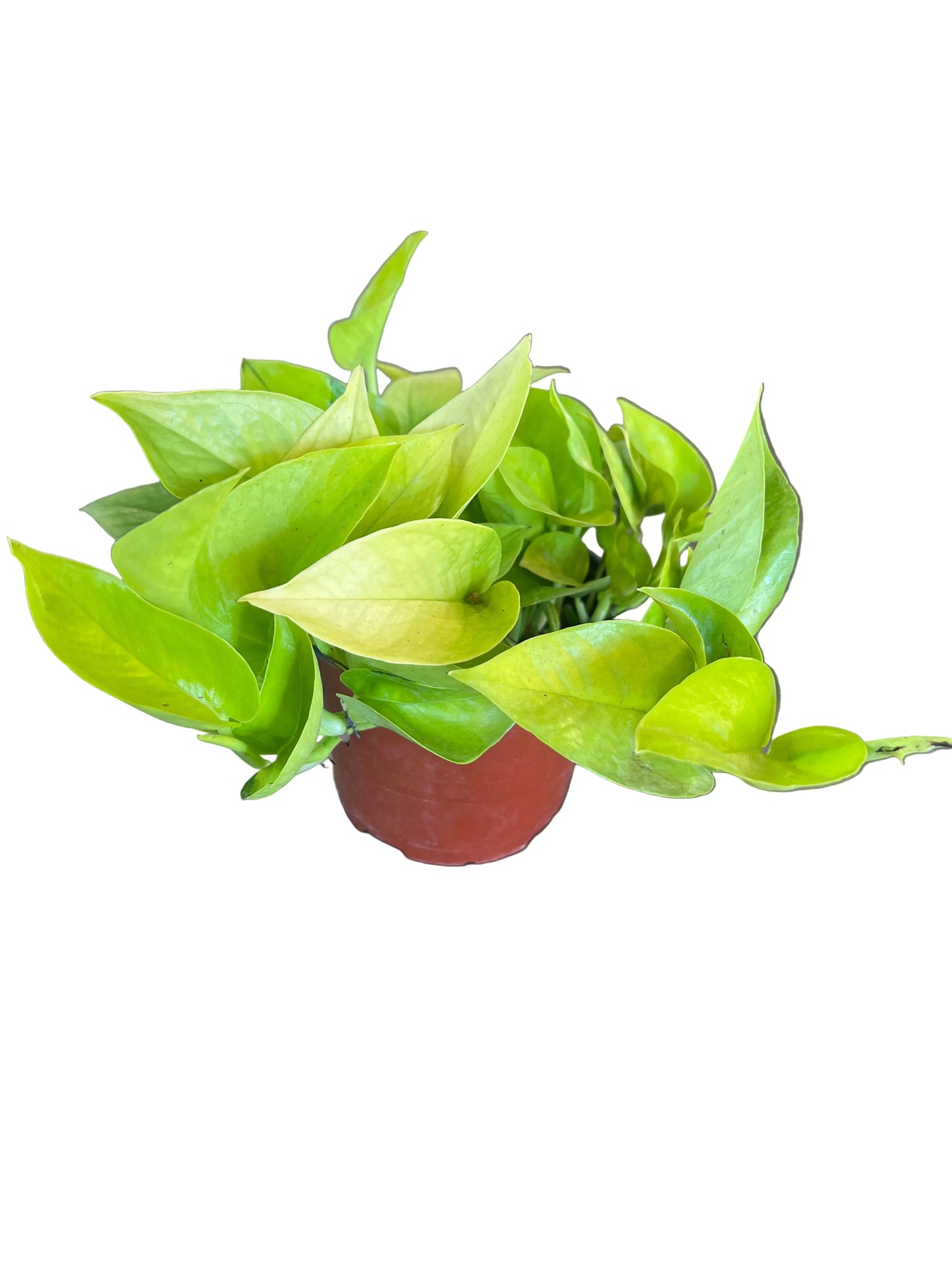 Epipremnum ‘Neon Pothos’