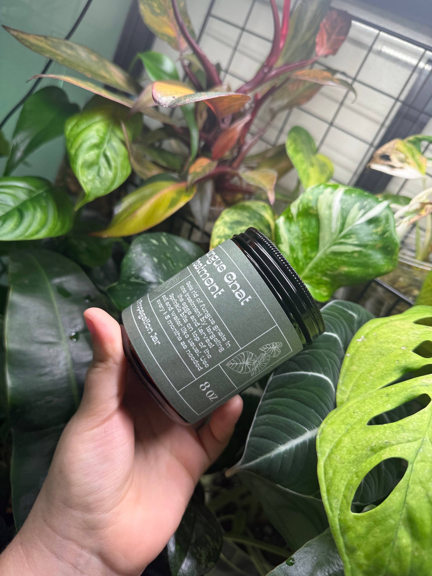 Fungus Gnat Treatment