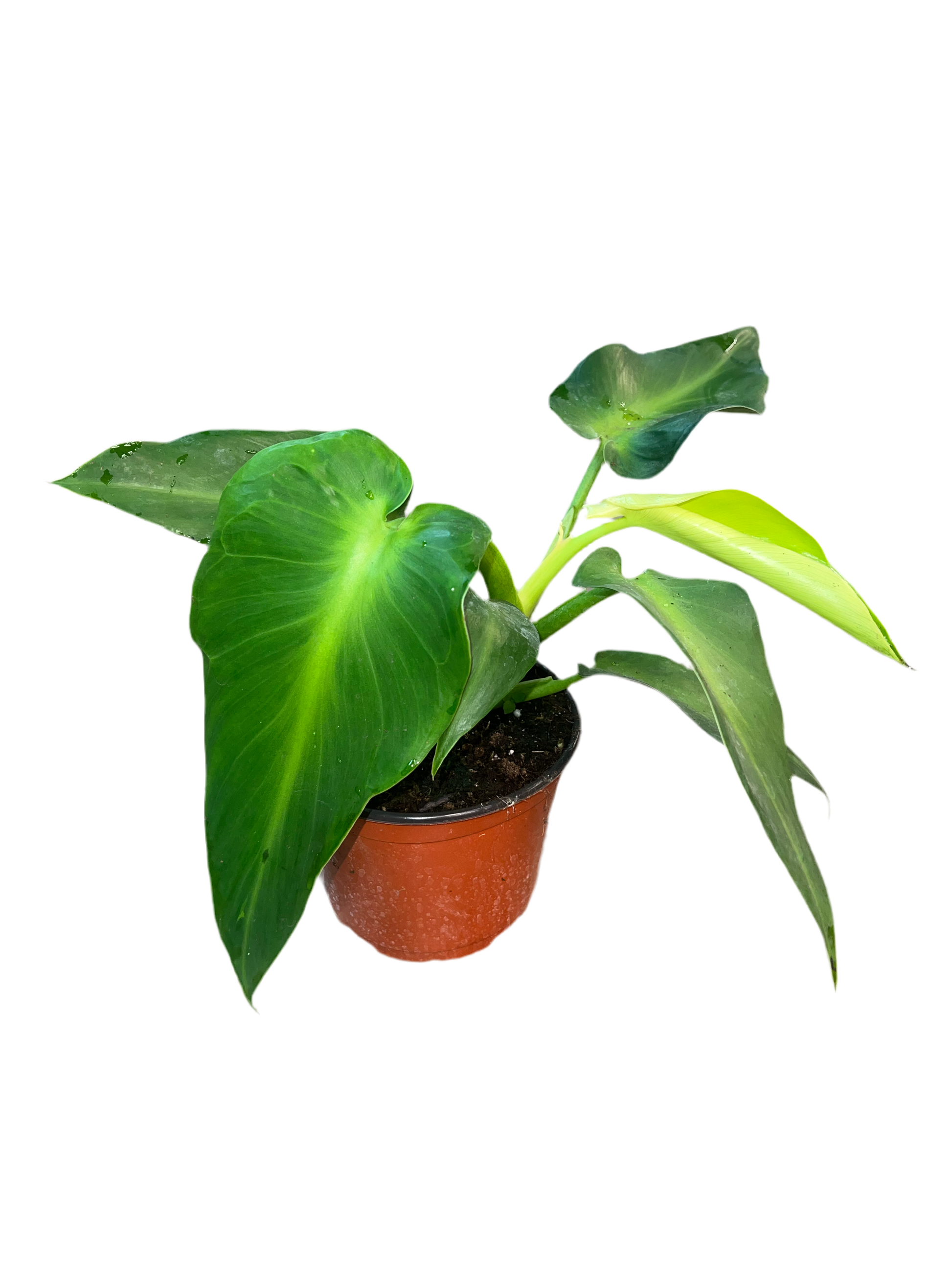 dead philodendron Philodendron 'Rugosm' 6" – The Plant Room