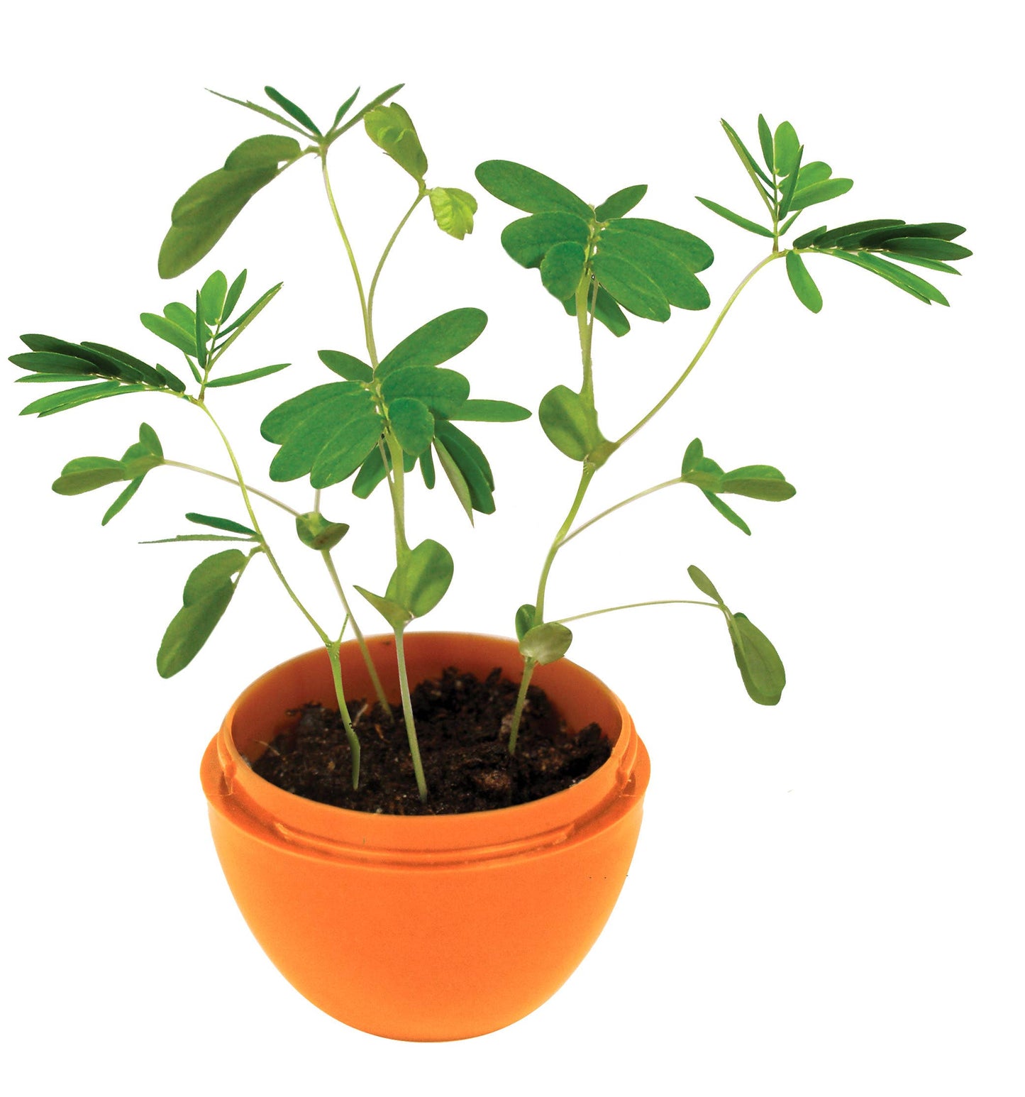 Miraculous Moving Plant Mini Terrarium