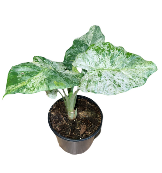 Alocasia ‘Macrorrhiza Camoflauge’ 4”