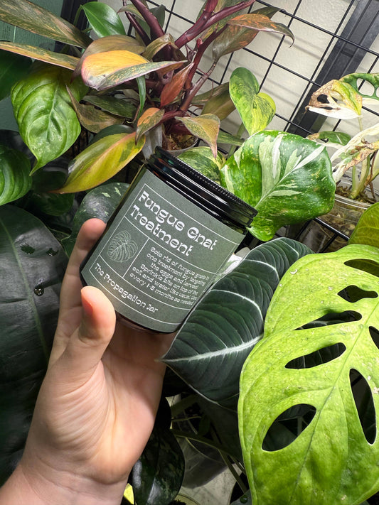 Fungus Gnat Treatment