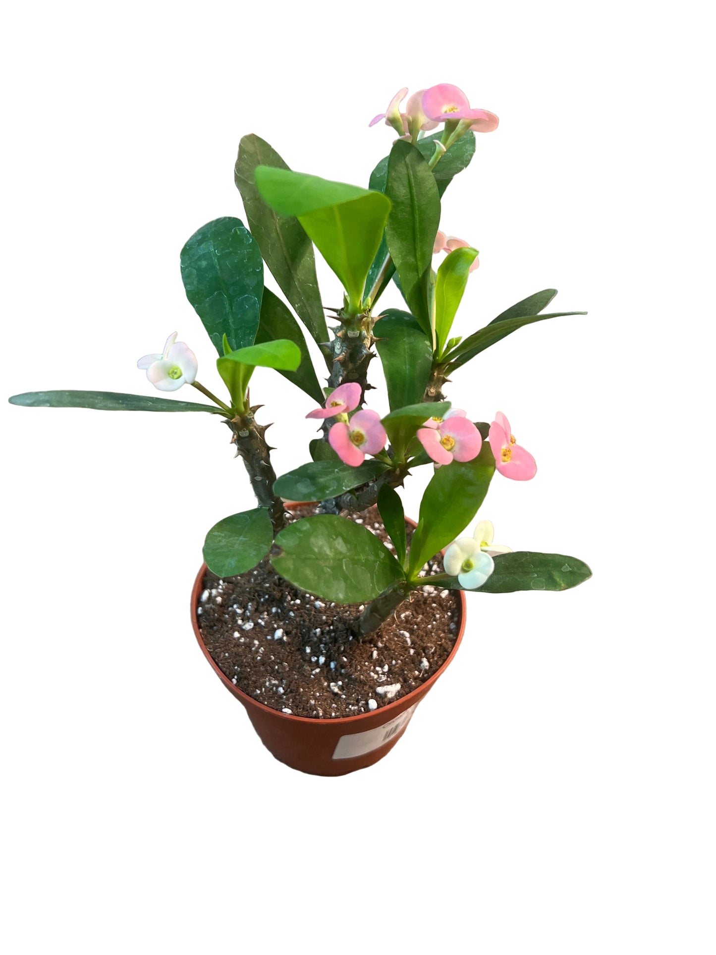 Crown of Thorns 4"