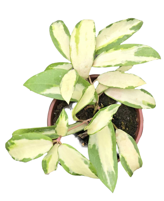 Hoya ‘Acuta’ 4”