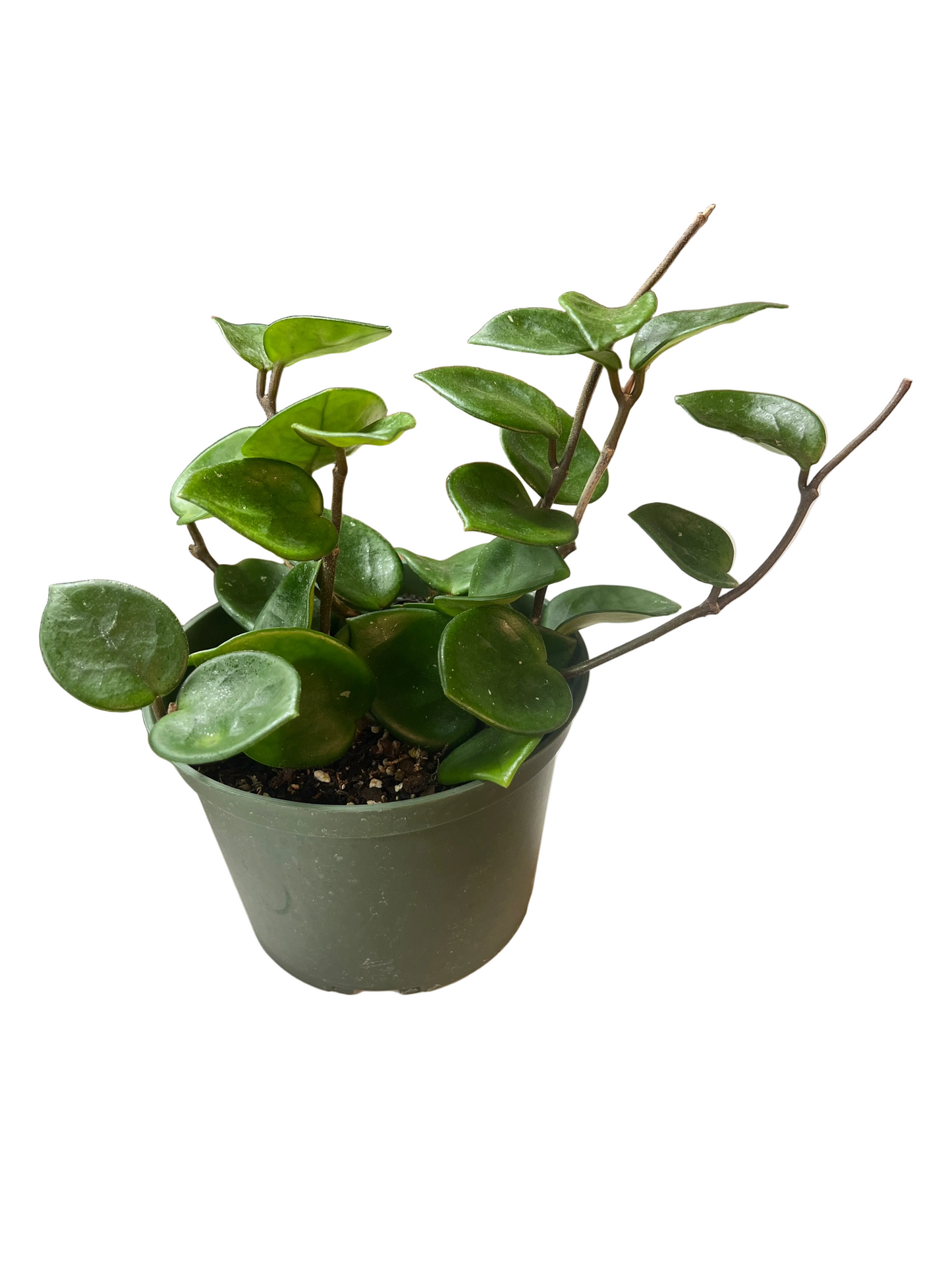 Hoya ‘Chelsea’ 6”