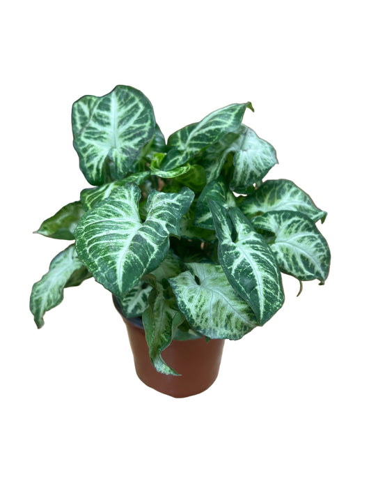 Syngonium ‘White Butterfly’ 4”