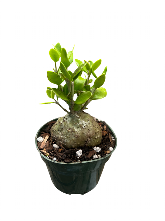 Hydnophytum ‘Ant Plant’ 4”