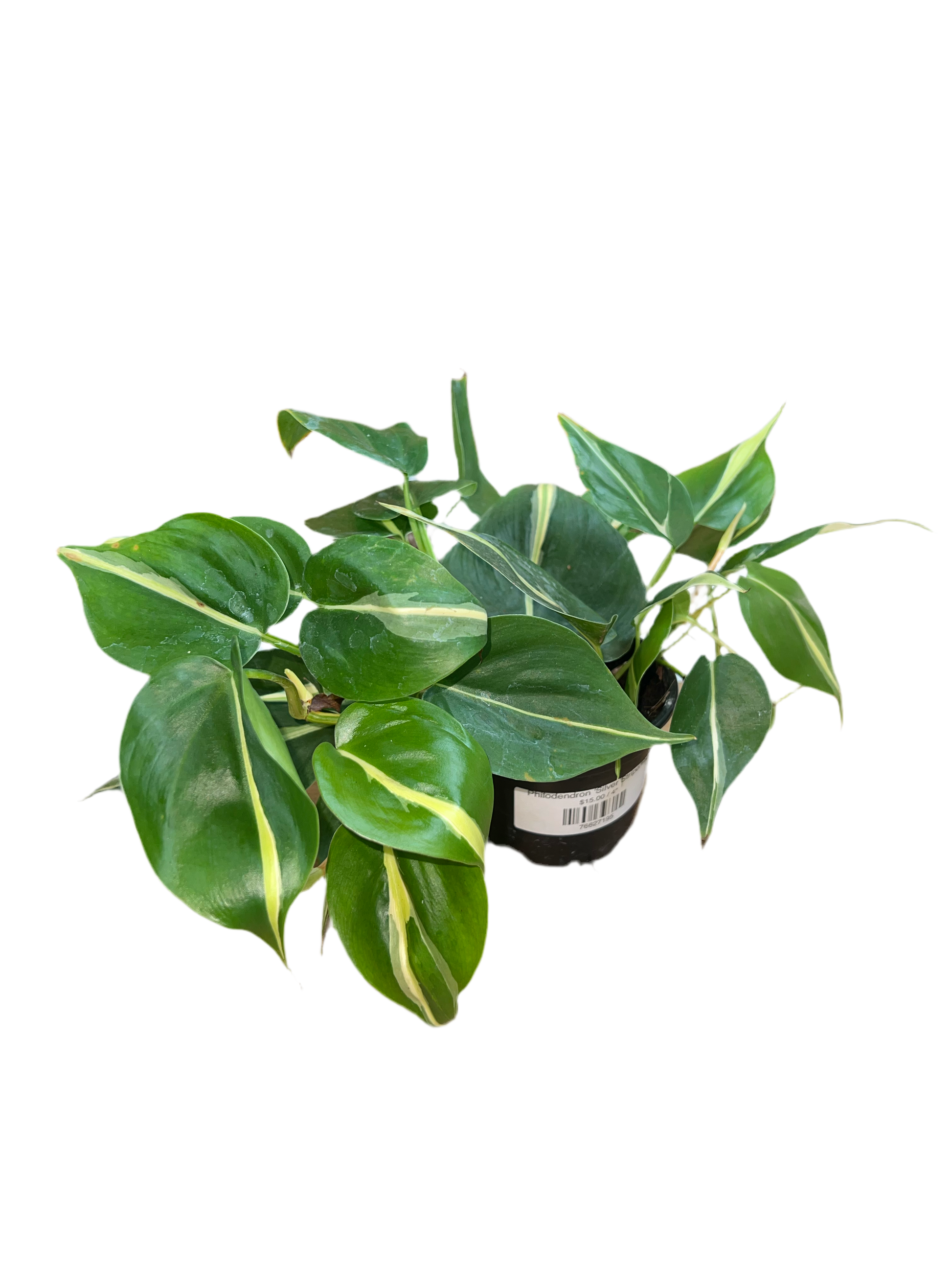 philodendron stripes Philodendron 'Silver Stripe/Rio' 4"