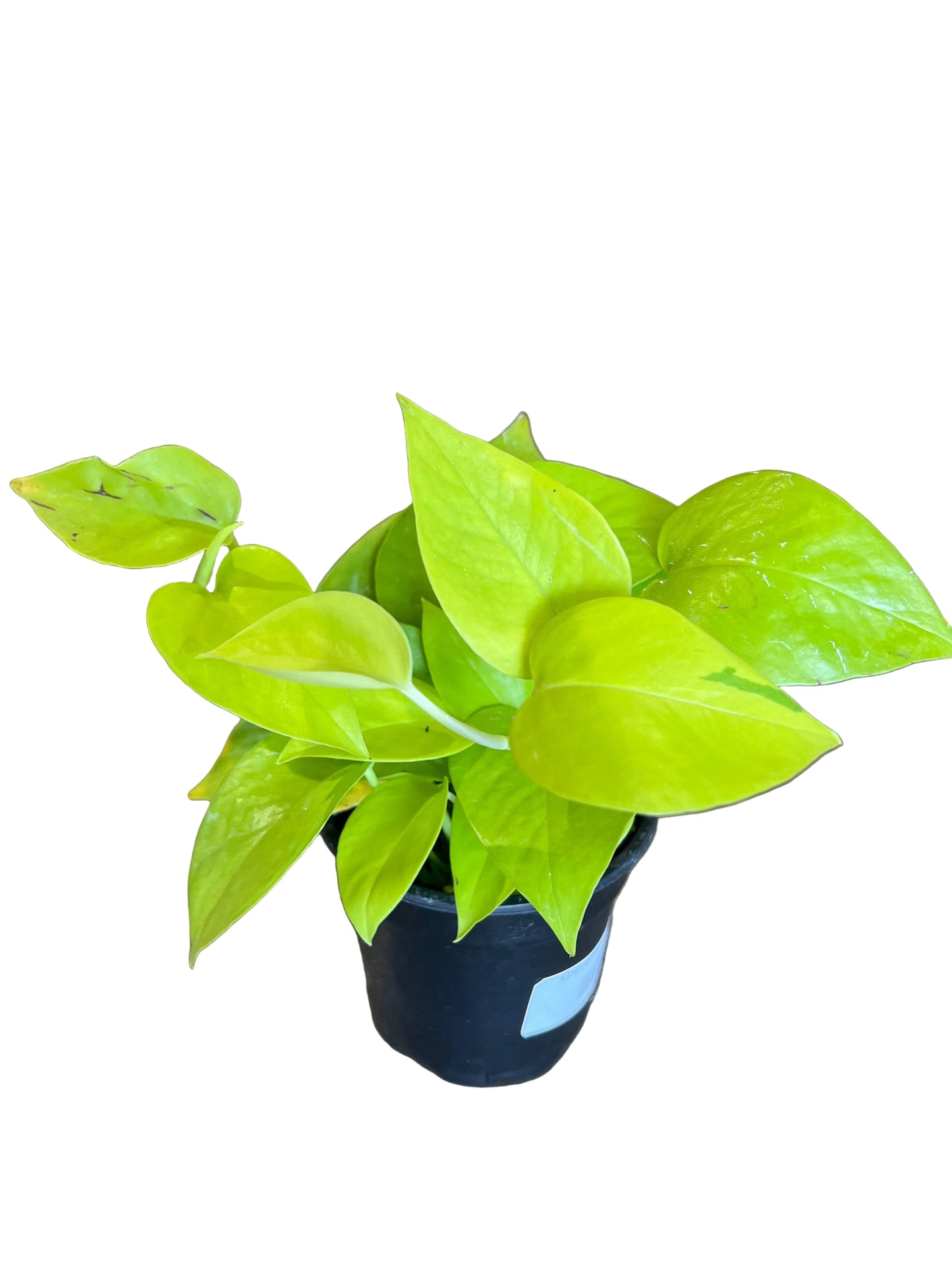 Epipremnum ‘Neon Pothos’