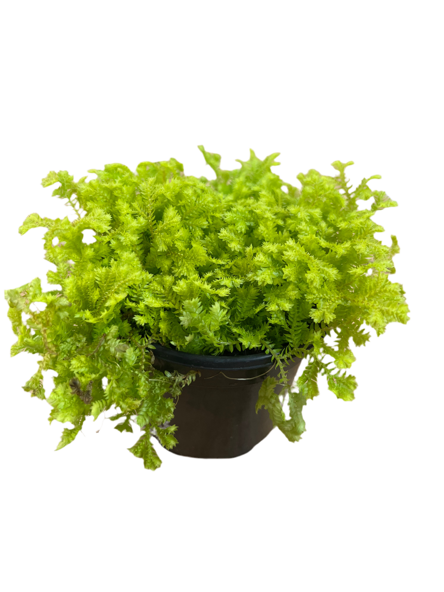 Assorted Selaginella Moss 4"