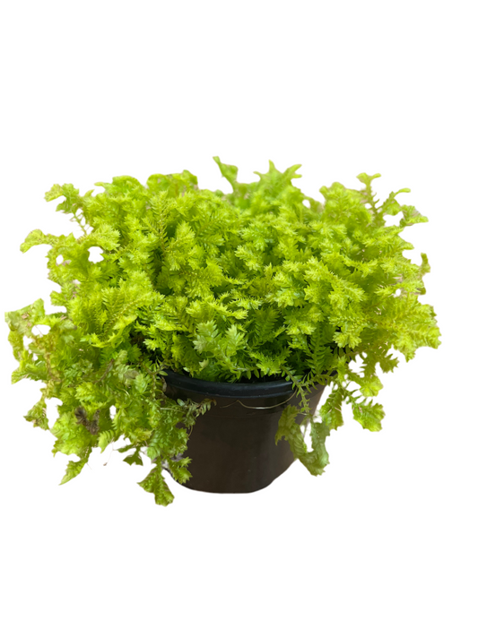 Assorted Selaginella Moss 4"