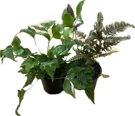 Exotic Fern Assortment 4"