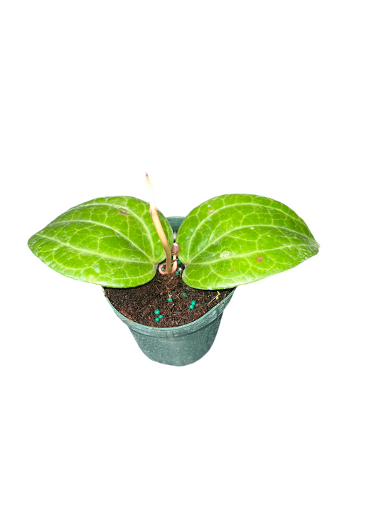 Hoya ‘Sarawak’ 4”