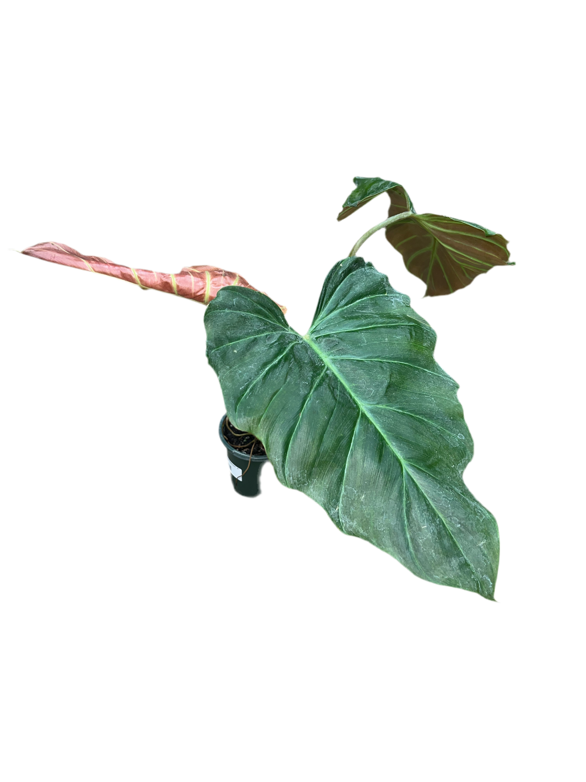 philodendron corsnianum Philodendron 'Corsinianum' 4"