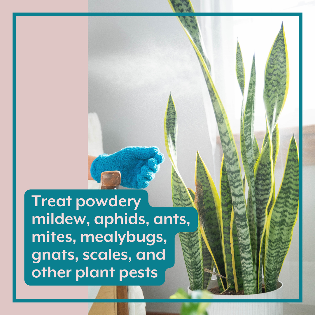 Natural Houseplant Pest Control - Peppermint Leaf Spray