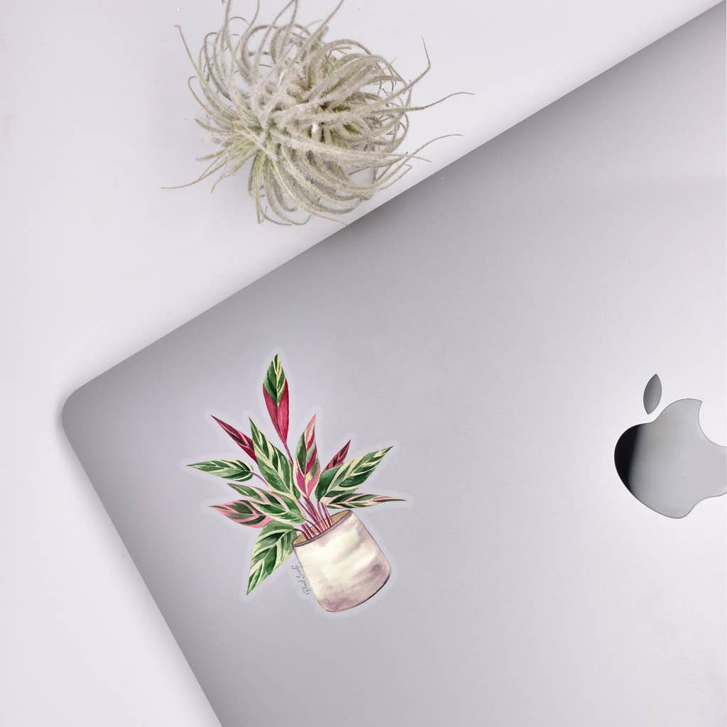 Stromanthe Triostar Sticker - House Plant Stickers