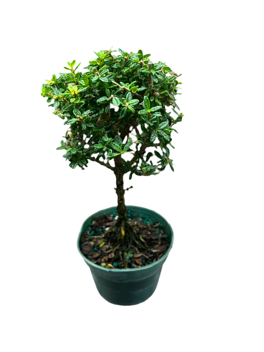 Nashia Inaquanensis ‘Bahama Berry’ 4”