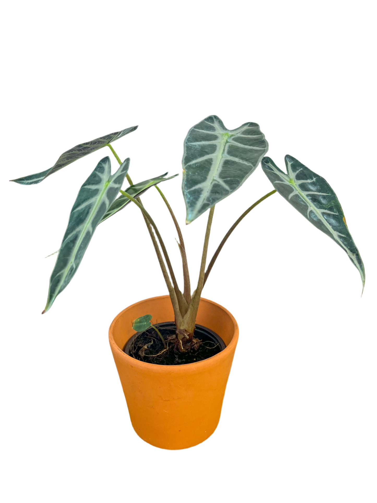 Alocasia 'Bambino'