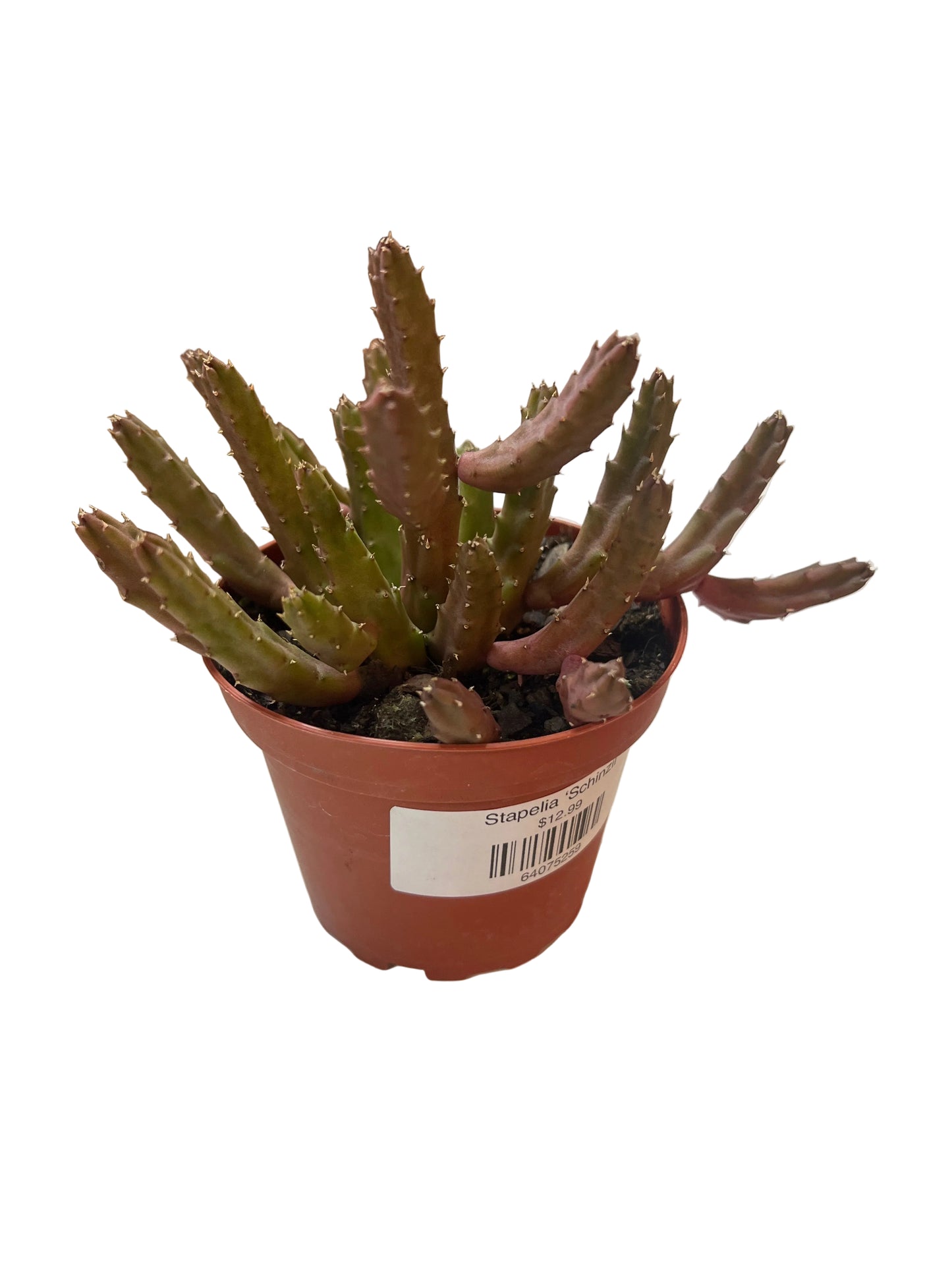 Stapelia ‘Schinzii’