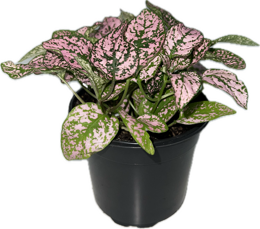 Hypoestes 'Pink Polka Dot' 4"