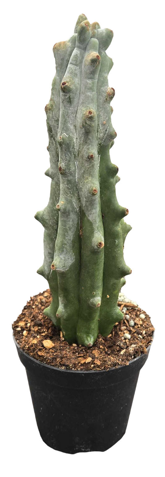 Cactus ‘Ghost White Boobie’ 4”